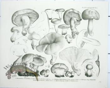 Mushroom Atlas 57